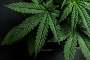 Marijuana Leaf Image